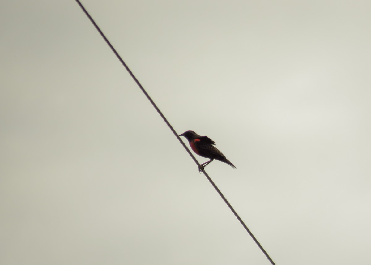 Red-breasted Meadowlark - ML129465851