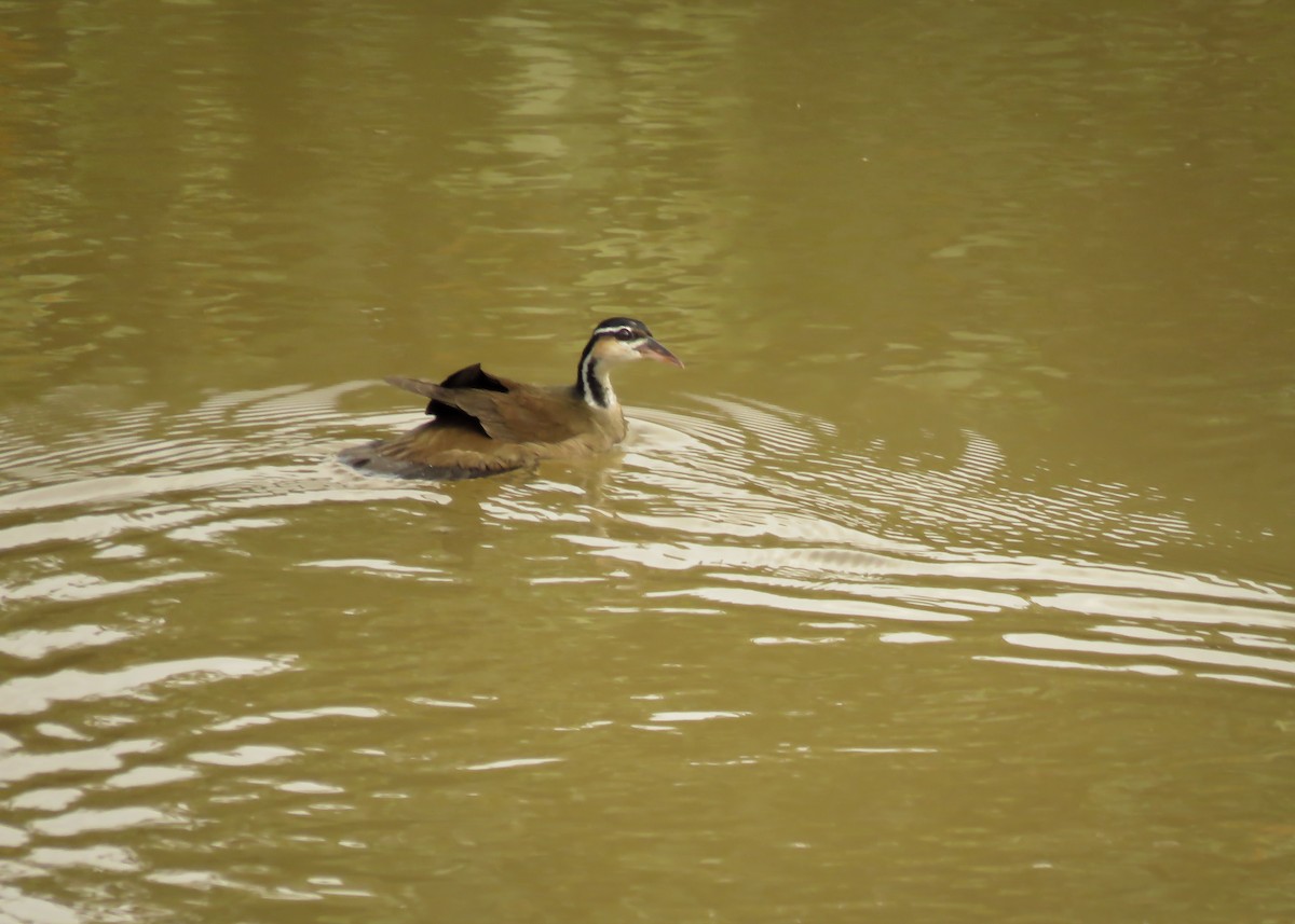 Sungrebe - Arthur Gomes