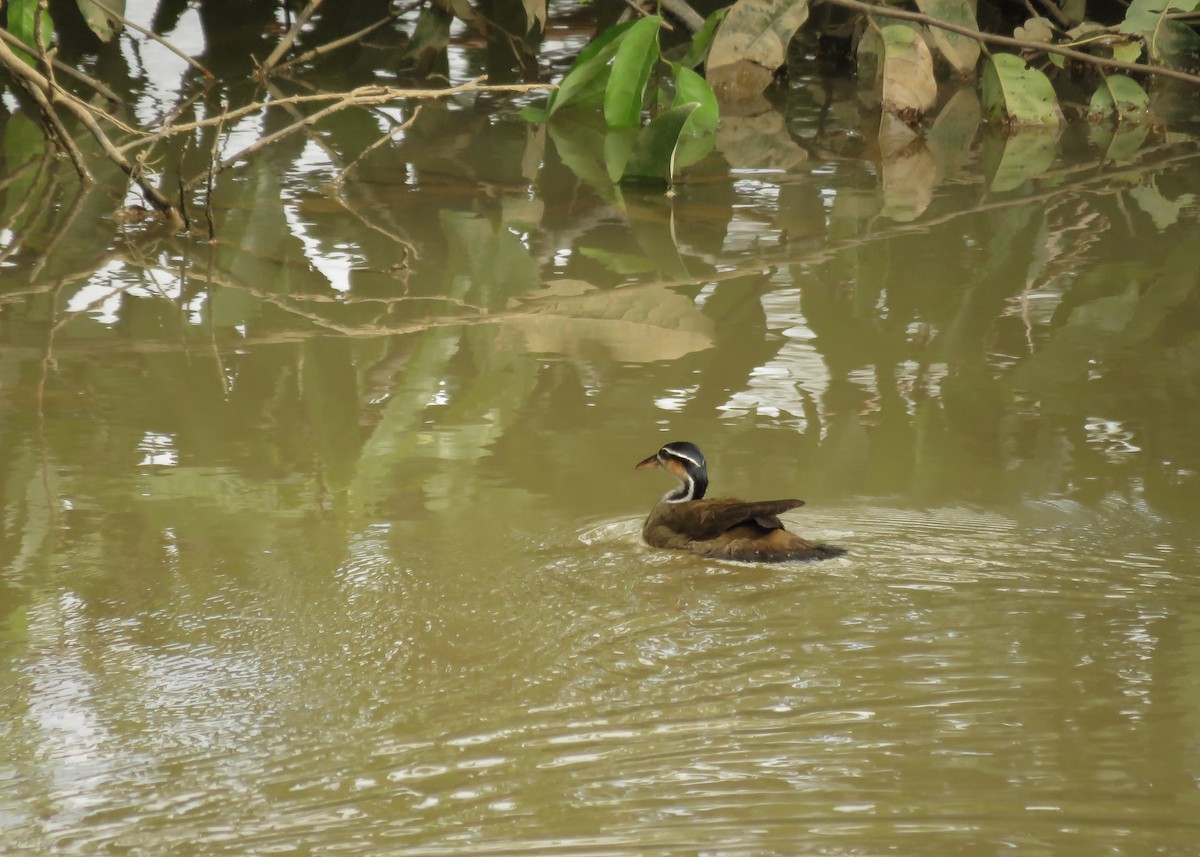 Sungrebe - ML129465911