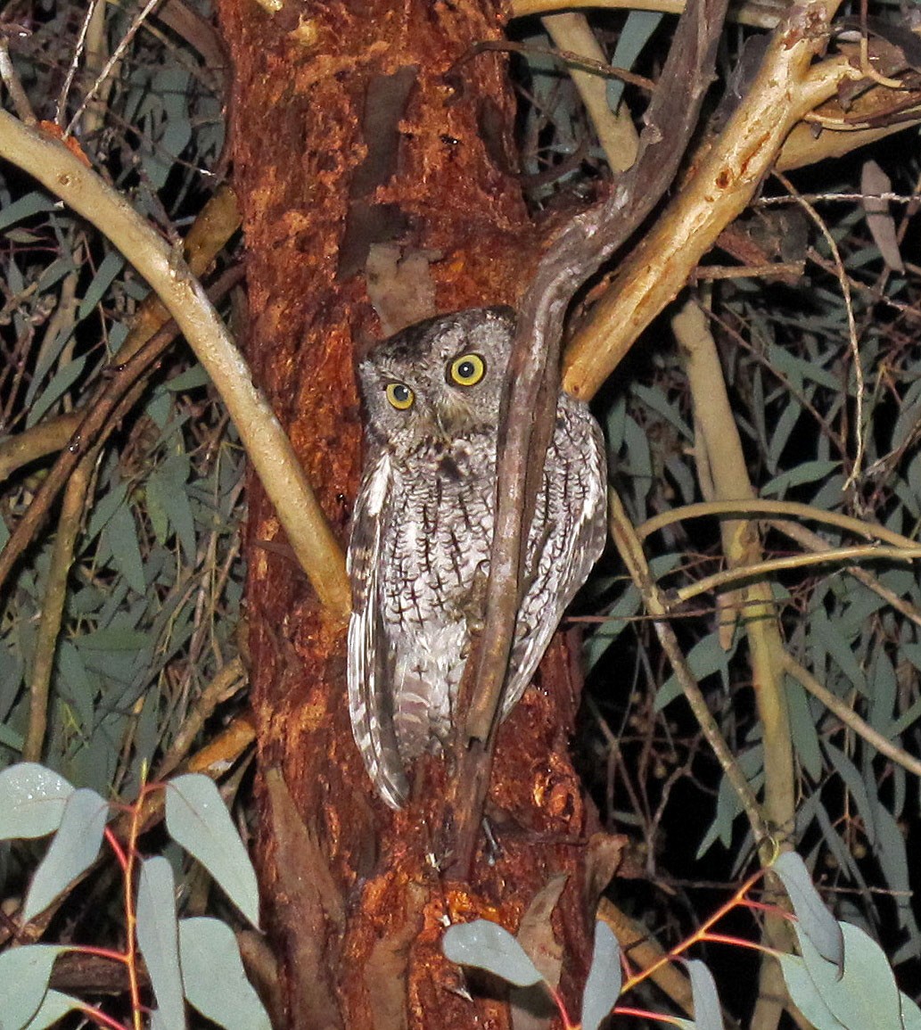 Western Screech-Owl - ML129466631