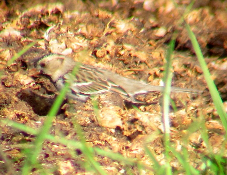 Harris's Sparrow - Ken Schneider