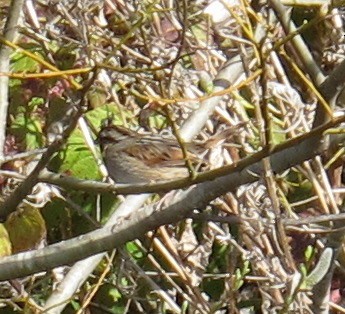 Swamp Sparrow - Ken Schneider