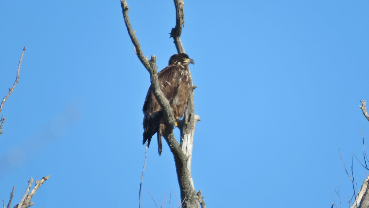 Bald Eagle - ML129468411
