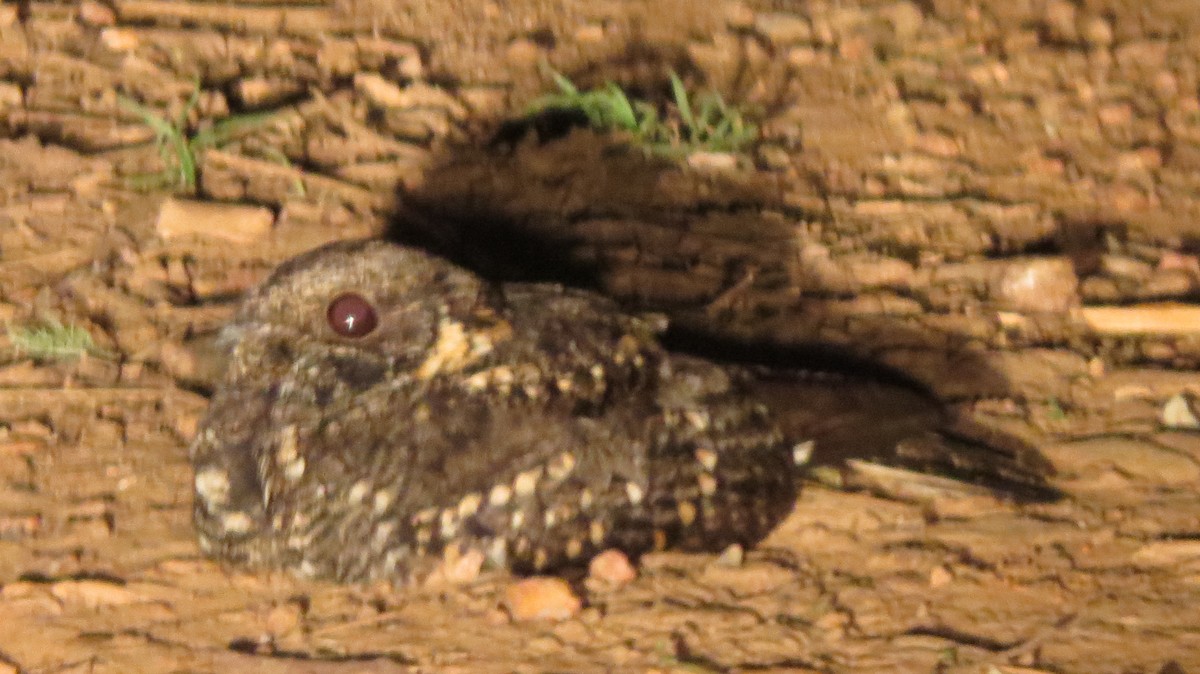 Montane Nightjar (Rwenzori) - ML129470681