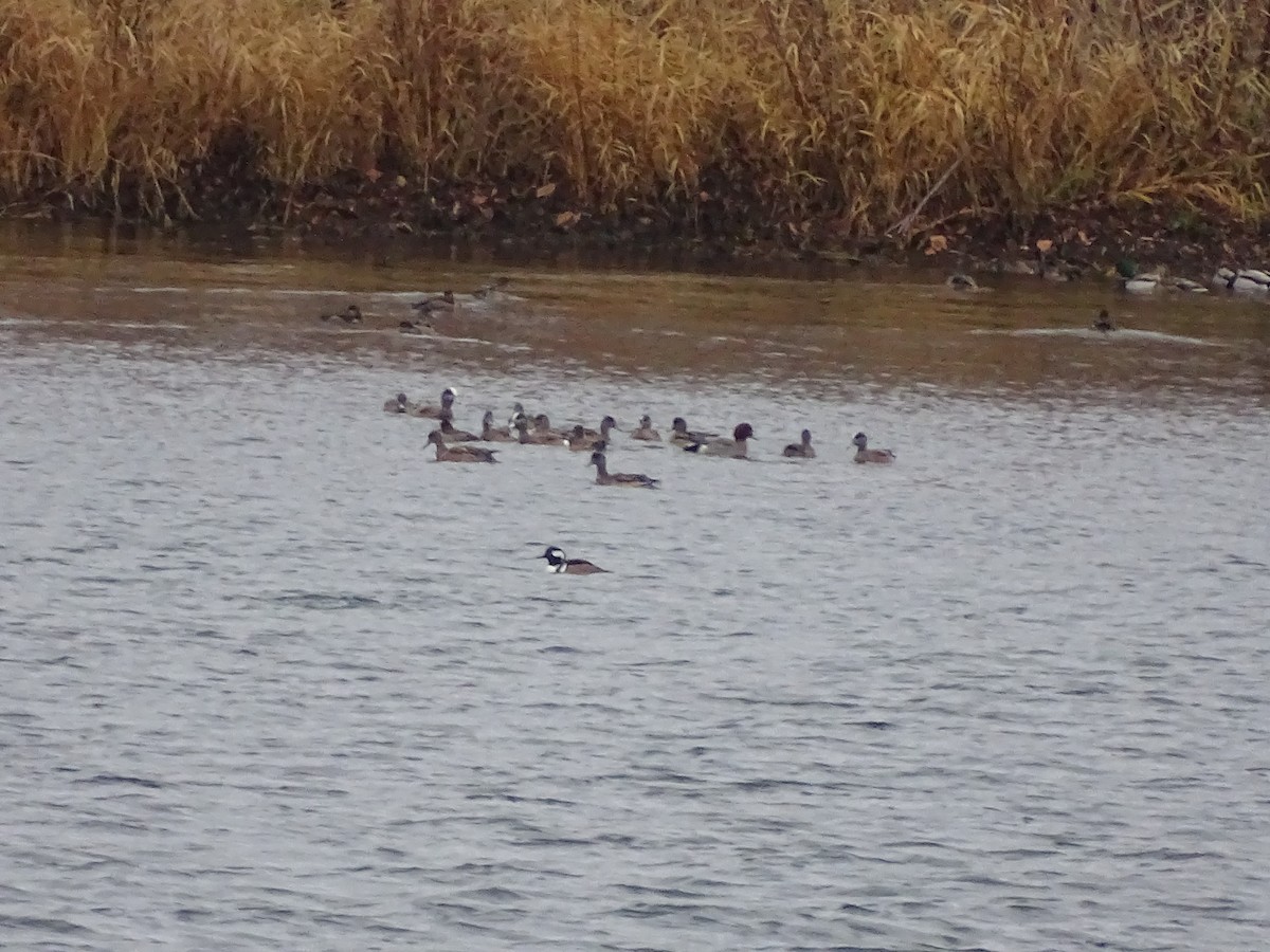 Eurasian Wigeon - ML129471131