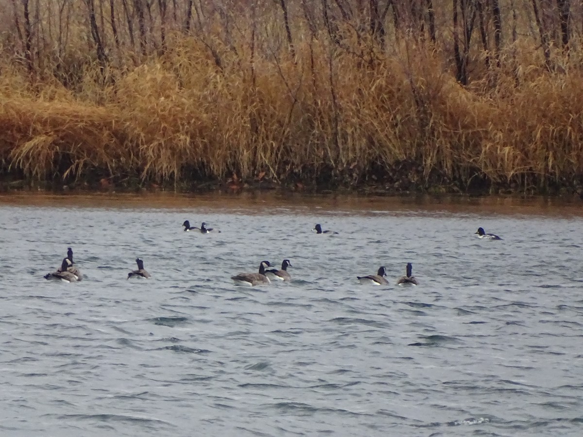 Ring-necked Duck - ML129471191