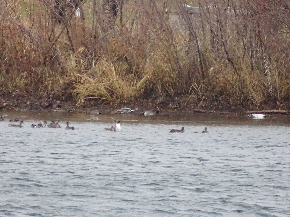 Eurasian Wigeon - ML129471241