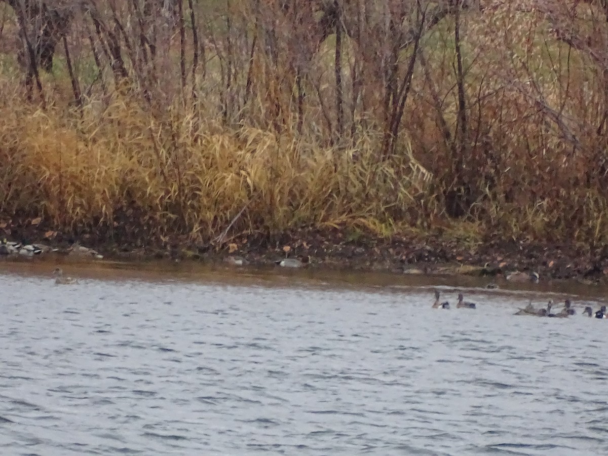 Eurasian Wigeon - ML129471261