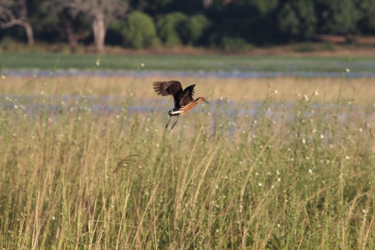 Fulvous Whistling-Duck - ML129472461