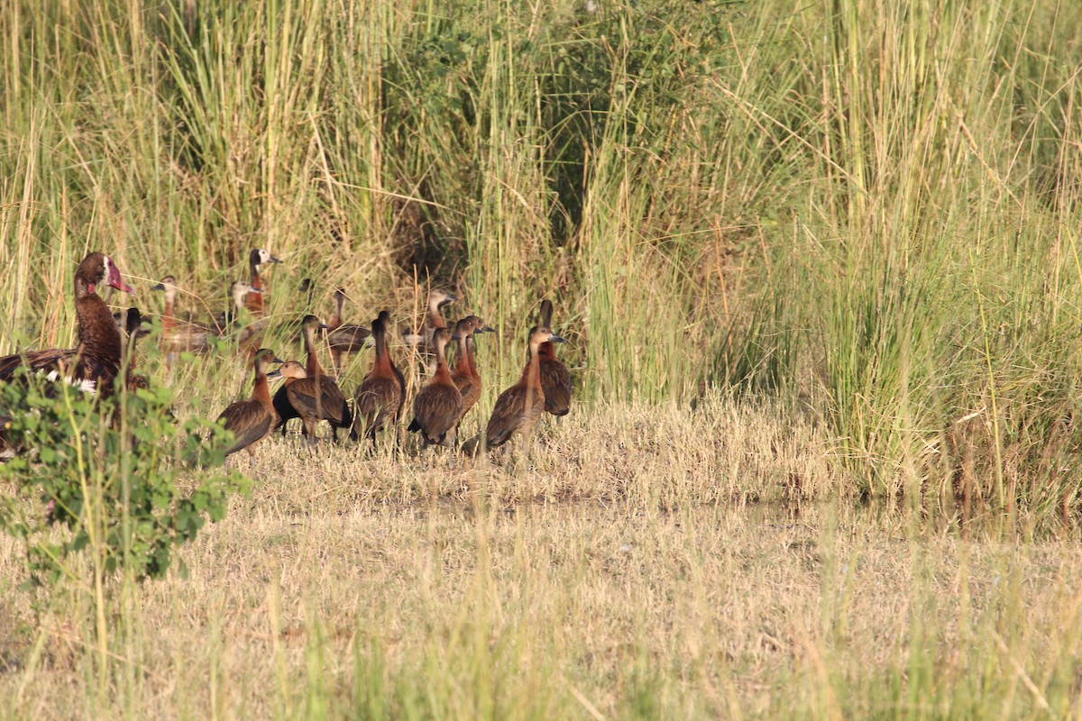 Fulvous Whistling-Duck - ML129472471