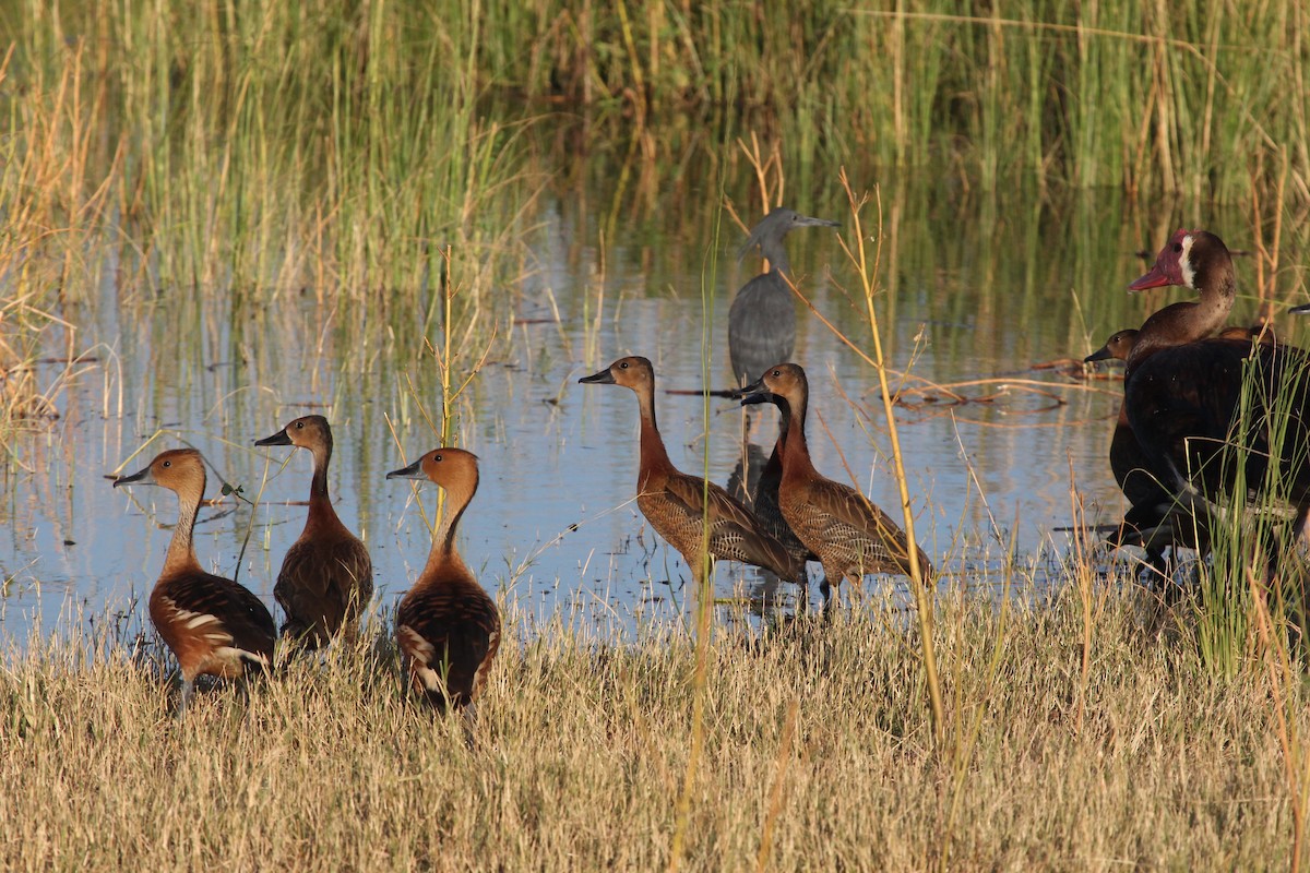 Fulvous Whistling-Duck - ML129472691