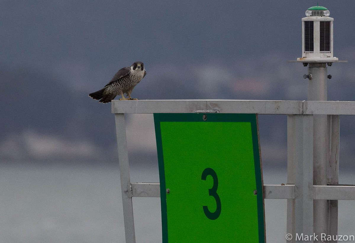 Peregrine Falcon (North American) - ML129473201