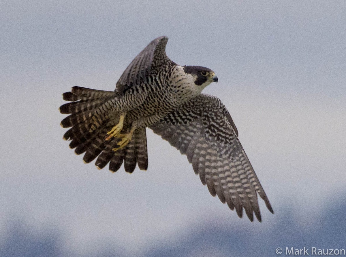 Peregrine Falcon (North American) - ML129473231