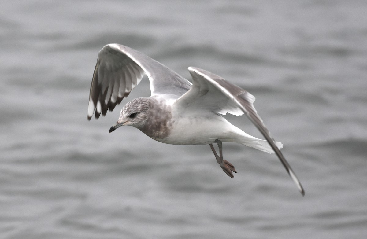 Short-billed Gull - ML129473401