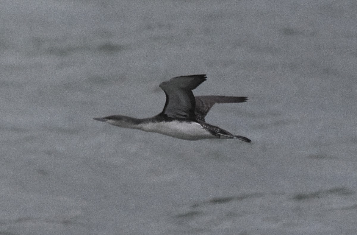 Red-throated Loon - ML129473621