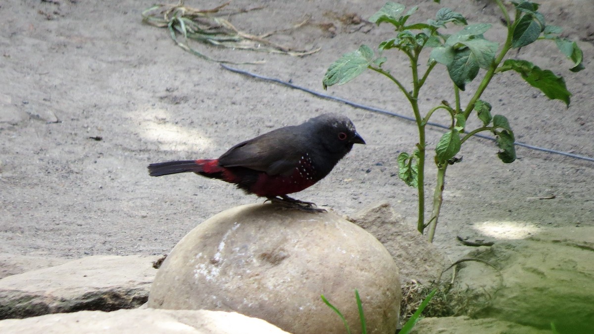 Dusky Twinspot - Todd Pepper