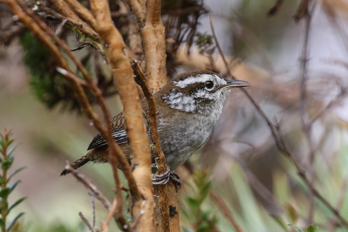 Timberline Wren - ML129474281