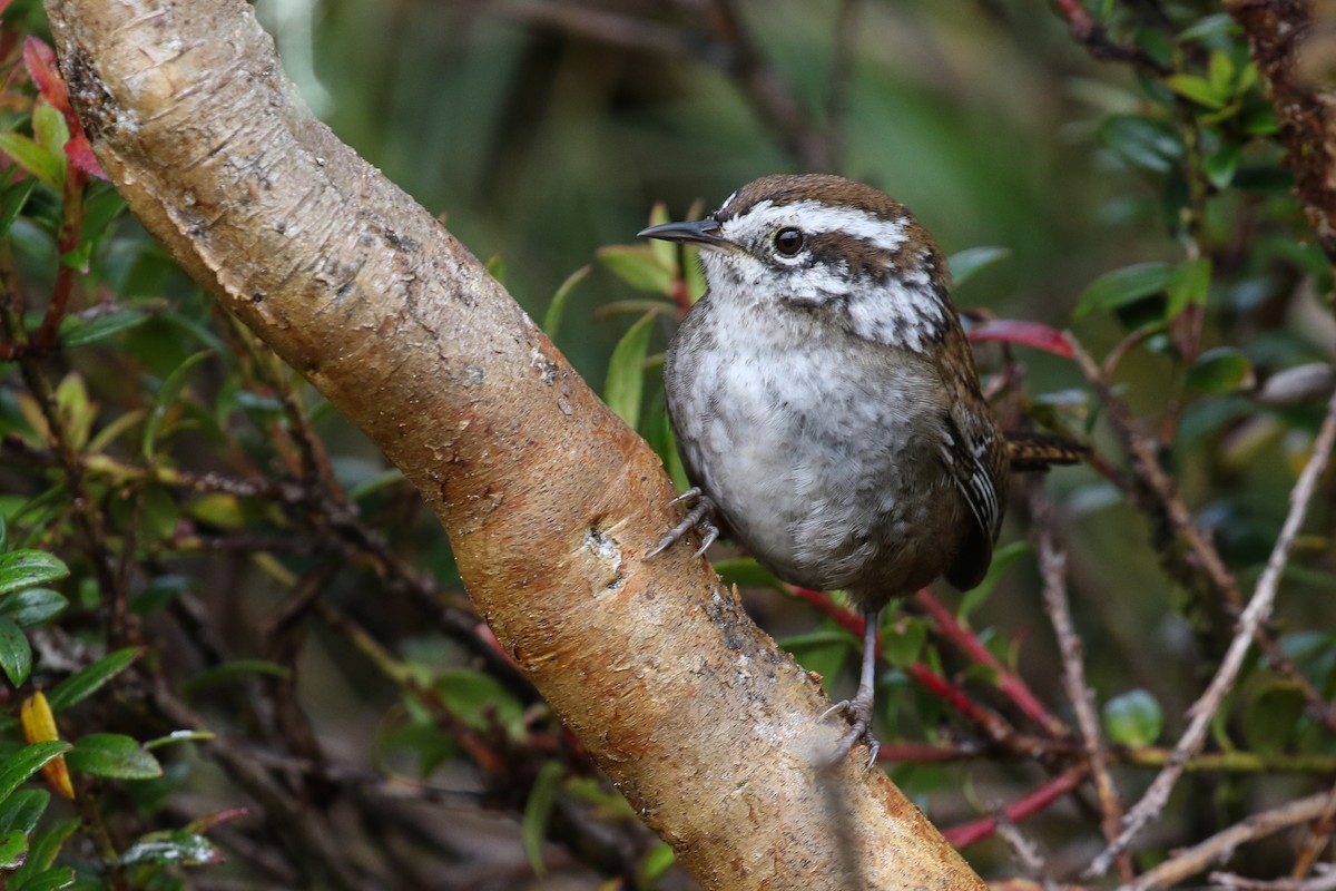 Timberline Wren - ML129474291