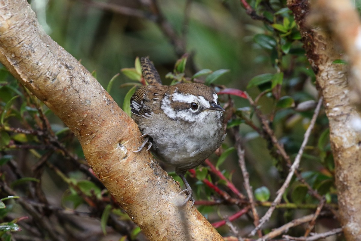 Timberline Wren - Blair Dudeck