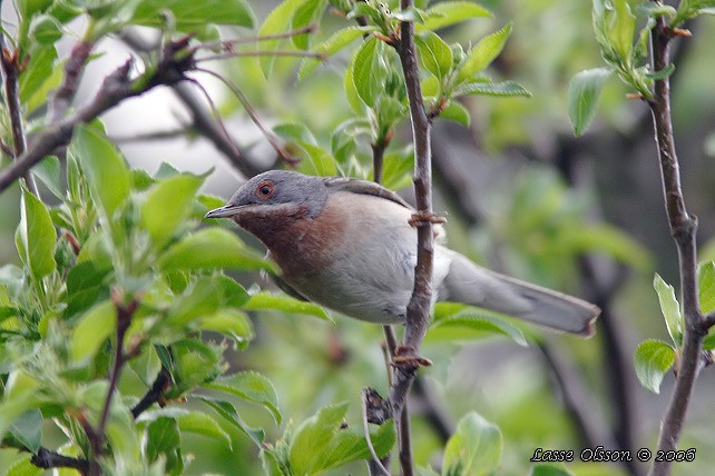 Western/Eastern Subalpine Warbler - ML129476391
