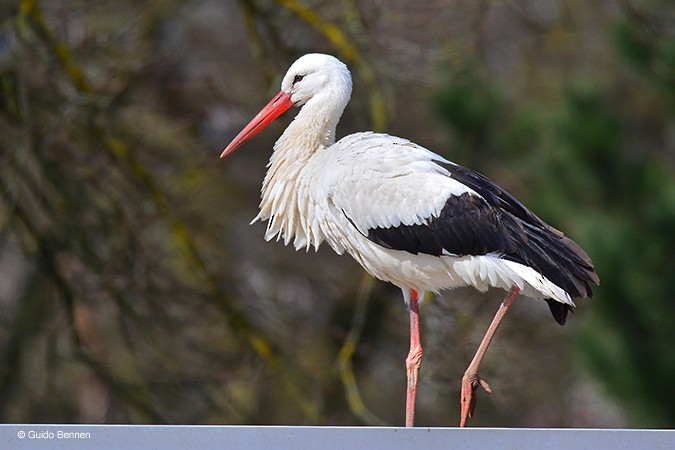 White Stork - ML129477041