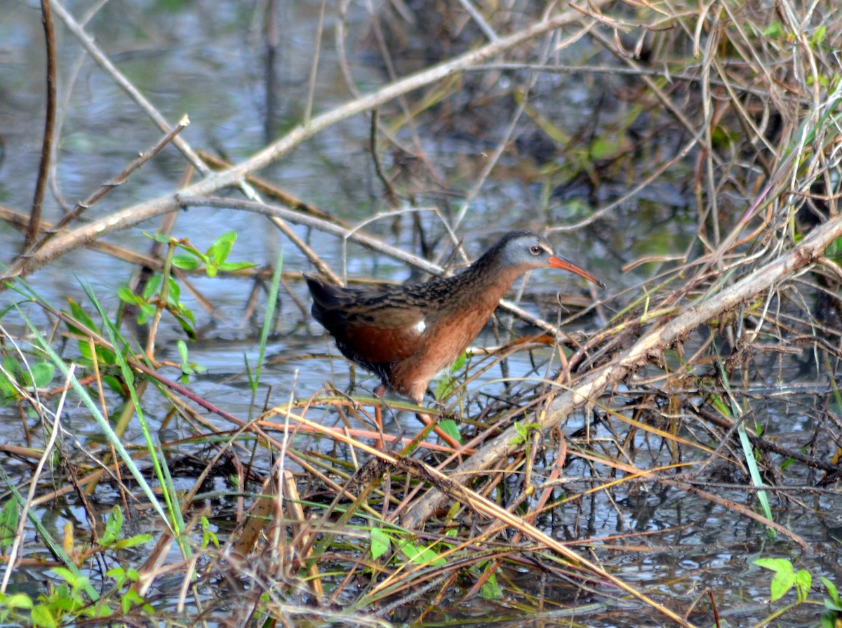 Virginia Rail - Paul Fagala