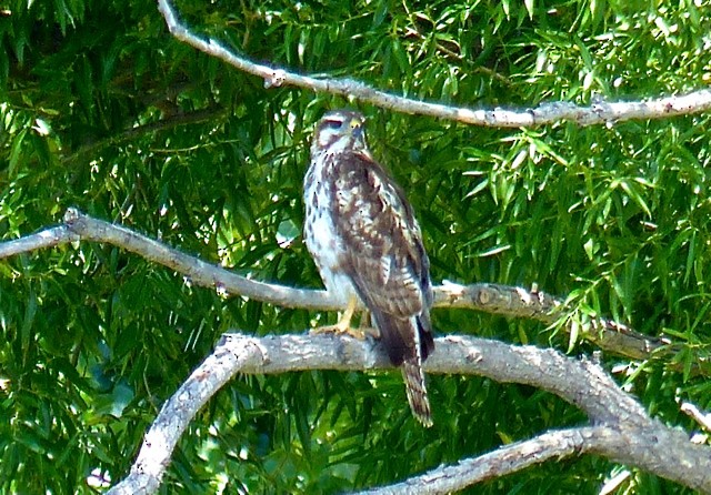 Gray Hawk - ML129477741