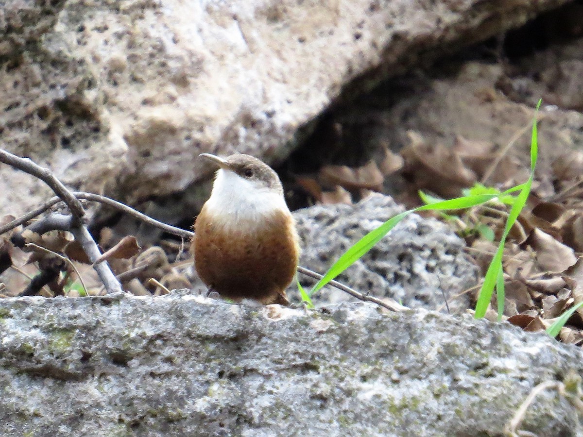 Canyon Wren - ML129478511