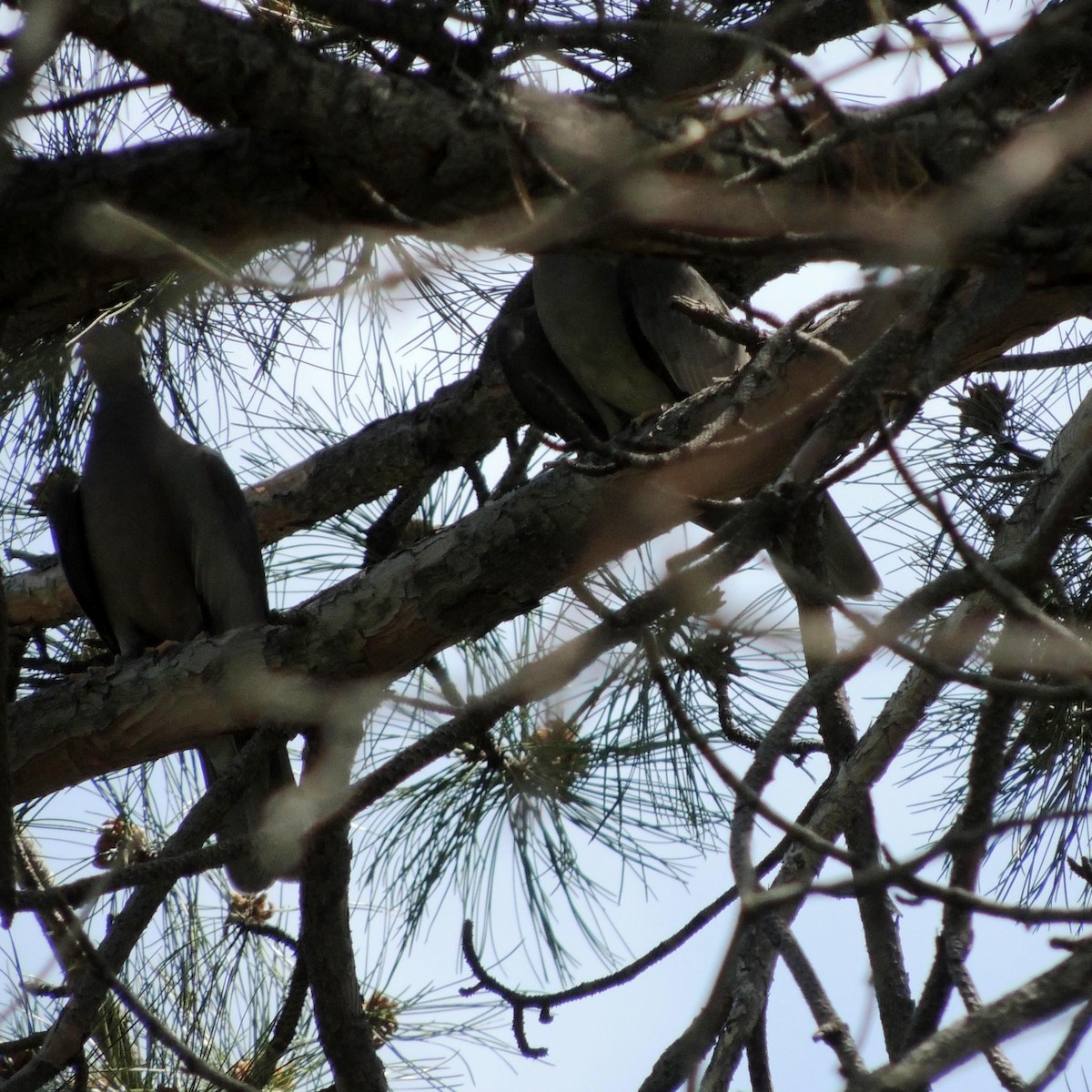 Band-tailed Pigeon - ML129478831