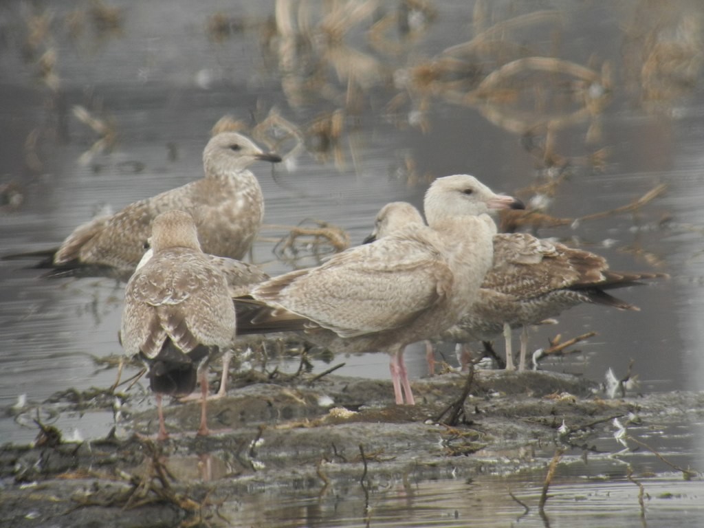 Gaviota Argéntea (americana) - ML129479331