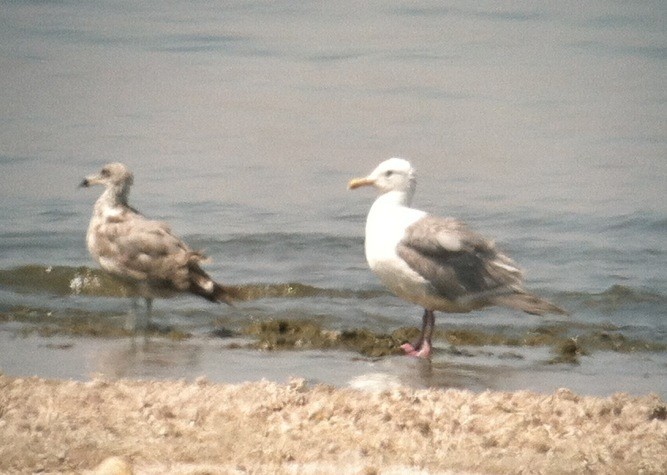 Glaucous-winged Gull - ML129479661