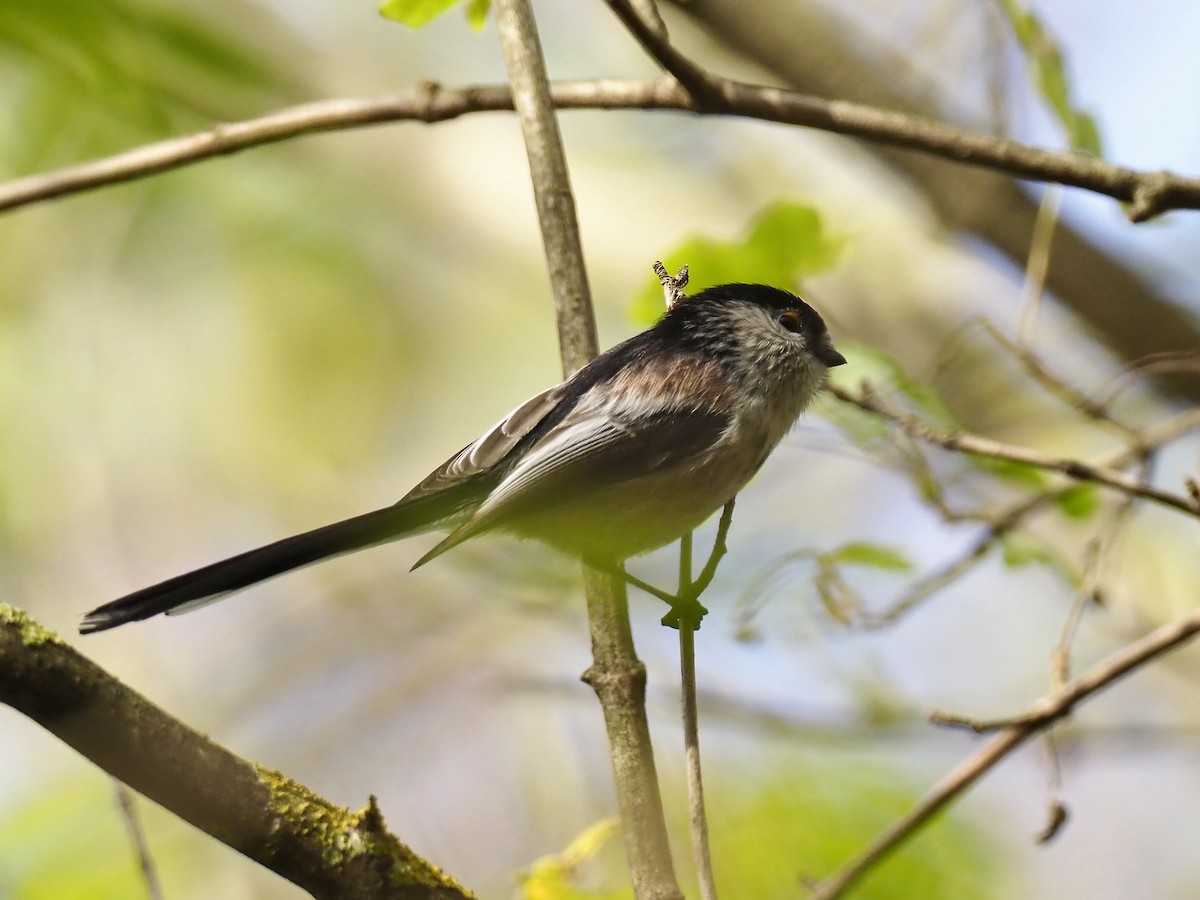 Long-tailed Tit - Anonymous