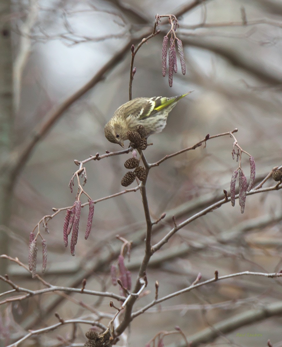 Pine Siskin - ML129483271