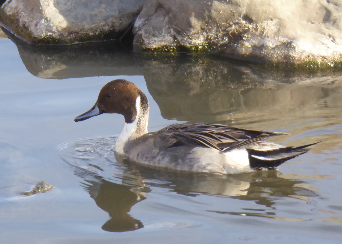 Northern Pintail - Gerald "Jerry" Baines