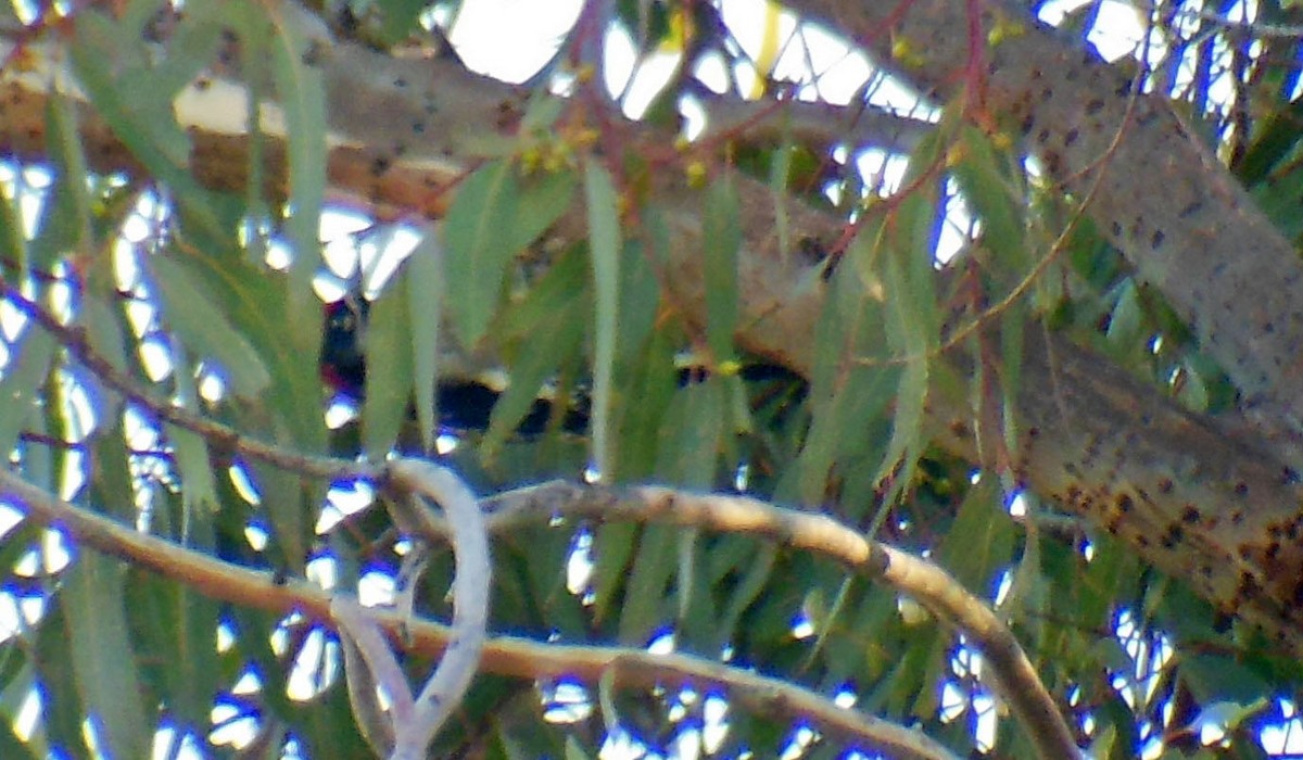 Red-naped x Red-breasted Sapsucker (hybrid) - ML129488551