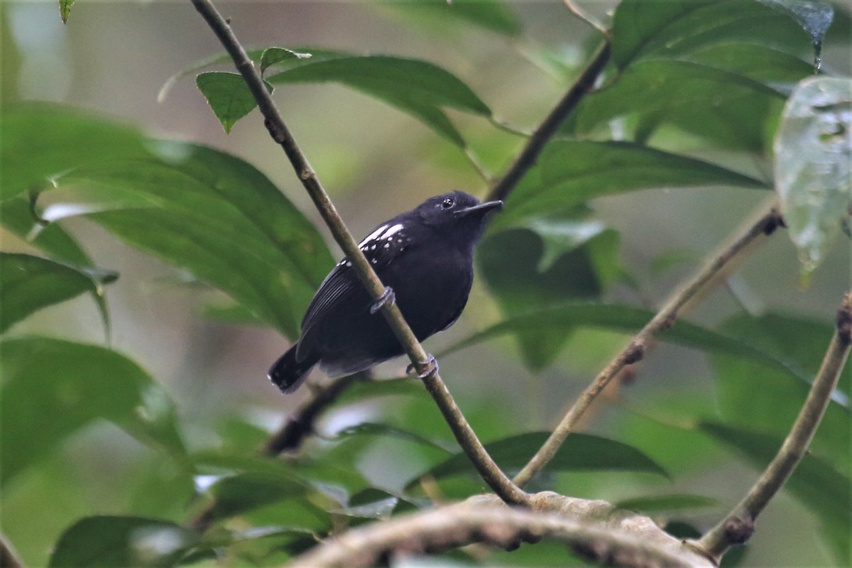 White-flanked Antwren - Charles Davies