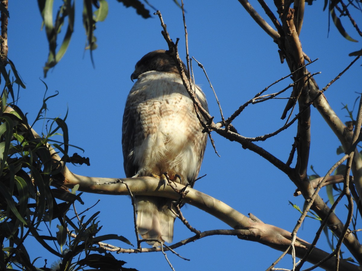 Red-tailed Hawk - ML129491491