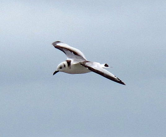 Gaviota Tridáctila - ML129494211