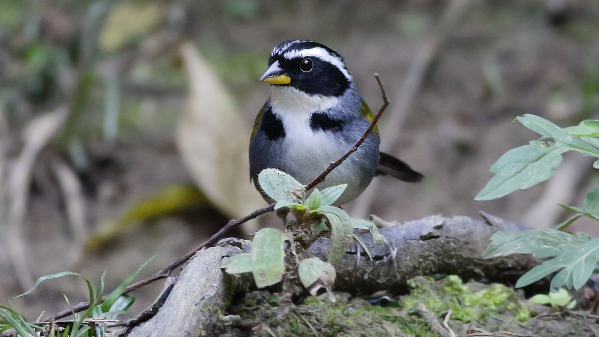 Half-collared Sparrow - Paulo Lahr