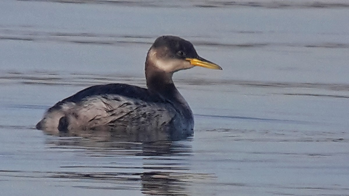 Red-necked Grebe - ML129497561