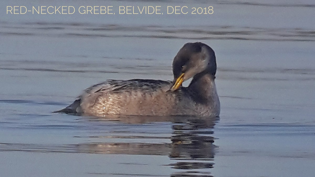 Red-necked Grebe - ML129497571