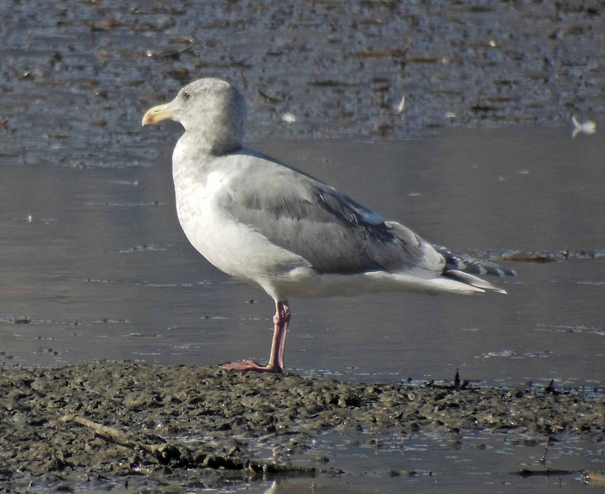 Glaucous-winged Gull - ML129499491