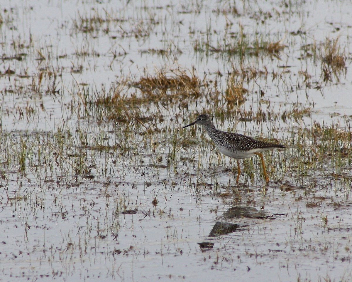 Lesser Yellowlegs - Cullen Clark