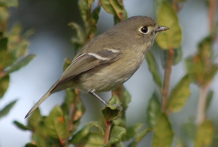 Hutton's Vireo - ML129503231