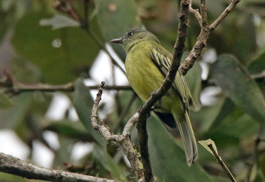 Red-billed Tyrannulet - ML129505121