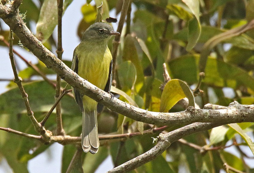 Red-billed Tyrannulet - ML129505131