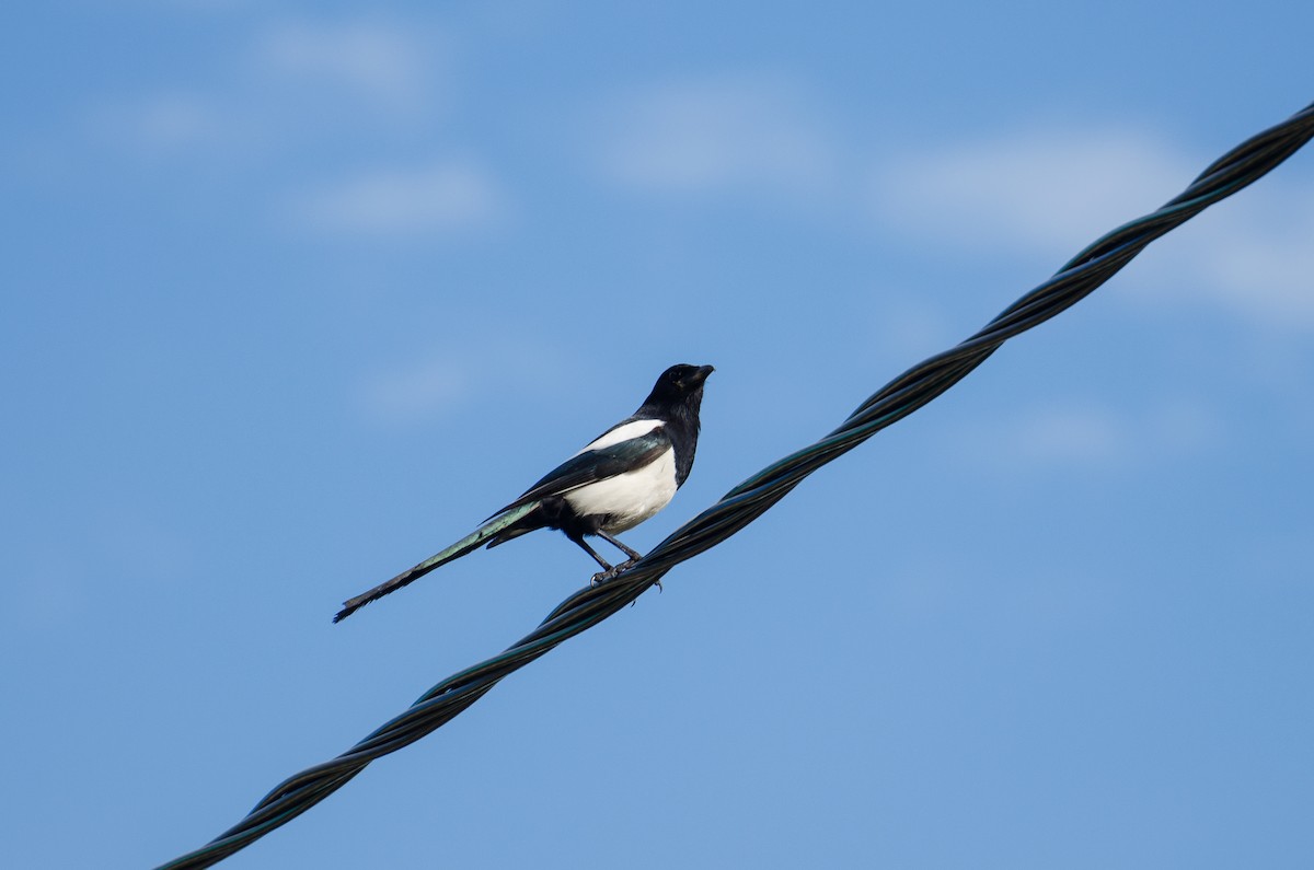 Eurasian Magpie (Eurasian) - ML129505851