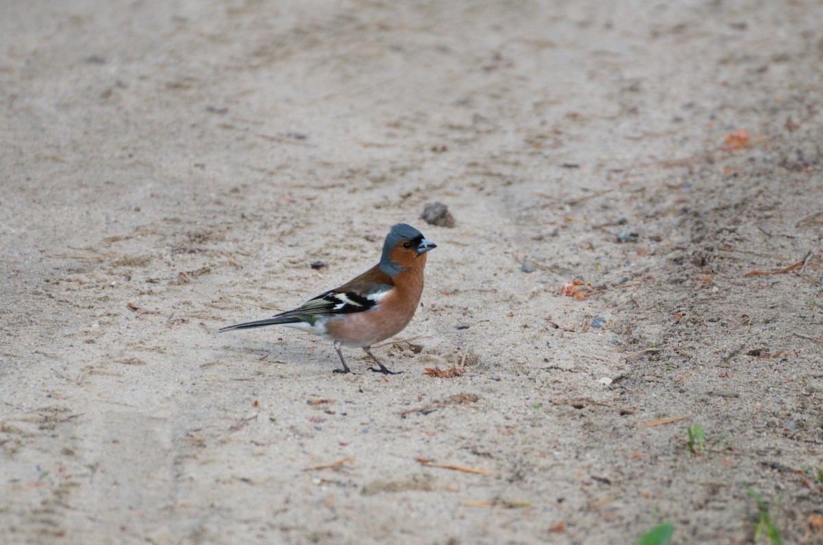 Common Chaffinch - ML129506061