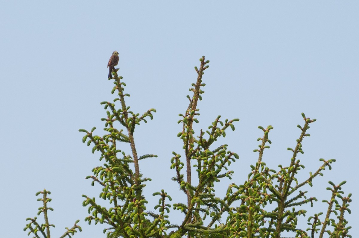 Yellowhammer - ML129506831