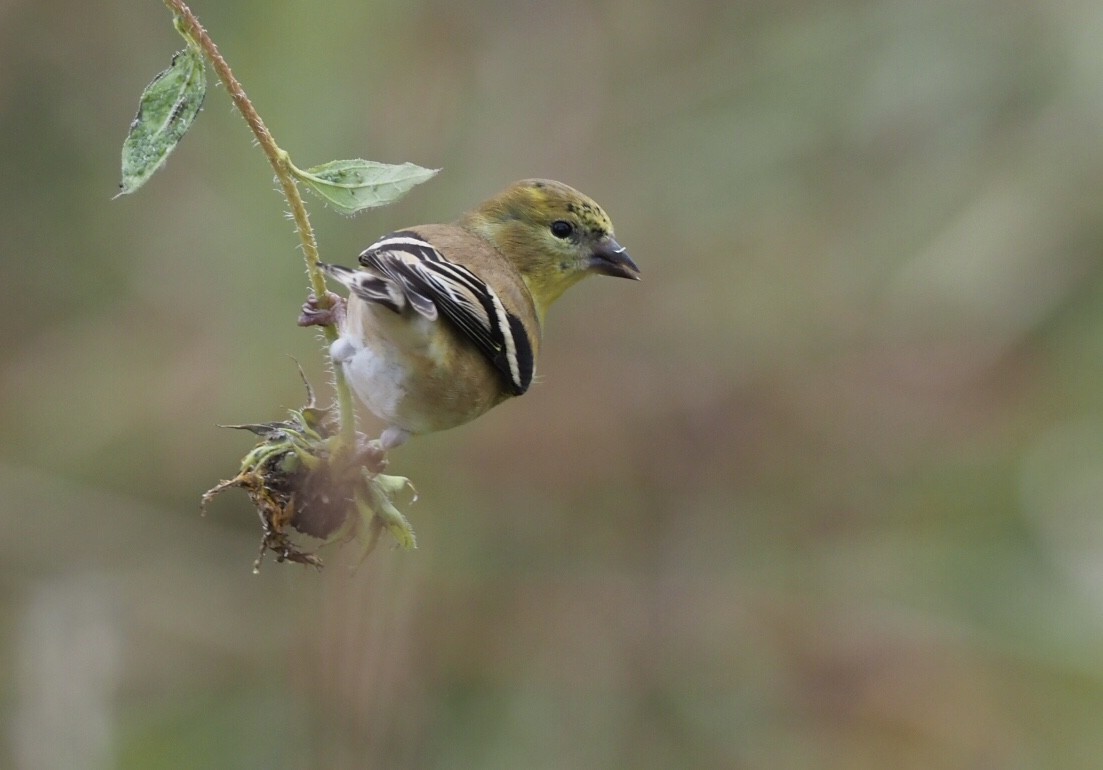 American Goldfinch - Cin-Ty Lee